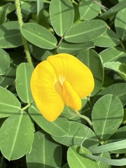 Arachis repens