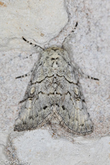 Charadra dispulsa