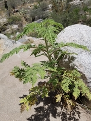 Hedosyne ambrosiifolia