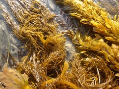 Desmarestia ligulata