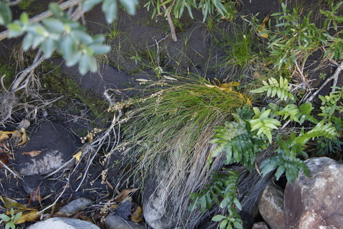 Image of Juncus capensis by (c) Tony Rebelo, some rights reserved (CC BY-SA)