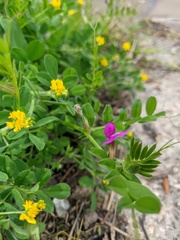 Vicia lathyroides