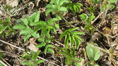 Aegopodium podagraria
