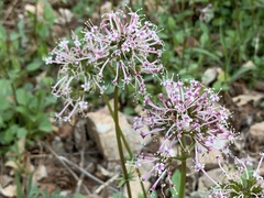 Valeriana arizonica