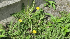 Taraxacum officinale