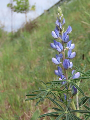 Lupinus angustifolius