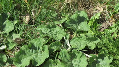 Arctium tomentosum
