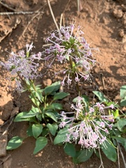 Valeriana arizonica
