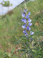 Lupinus angustifolius