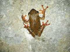 Hyperolius viridiflavus