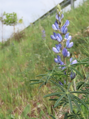 Lupinus angustifolius