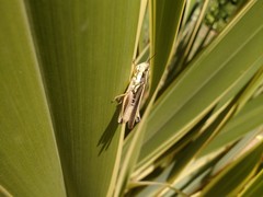 Dichroplus elongatus