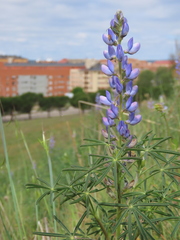 Lupinus angustifolius