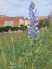 Lupinus angustifolius