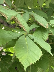 Aesculus hippocastanum