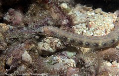 Corythoichthys haematopterus