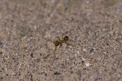 Myrmecocystus testaceus