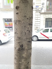 Aesculus hippocastanum