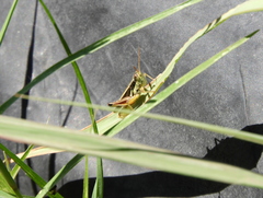 Dichroplus elongatus