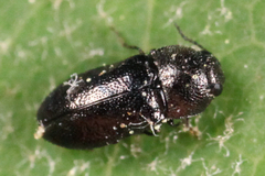 Mastogenius crenulatus