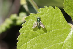 Sargus viridis