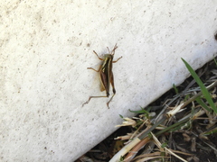 Dichroplus elongatus