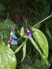 Lathyrus vernus