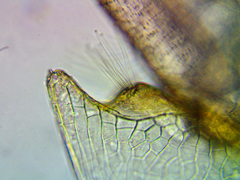Daphnia pulex