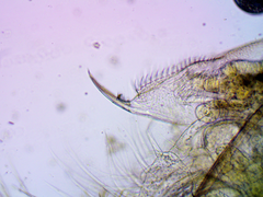 Daphnia pulex