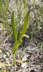 Puccinia sii-falcariae