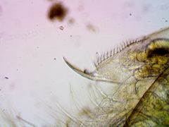 Daphnia pulex