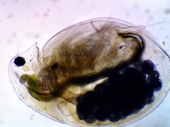 Daphnia pulex
