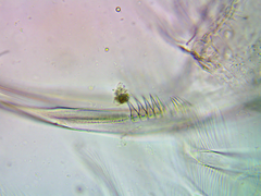 Daphnia pulex