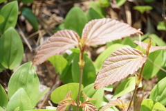 Viburnum setigerum