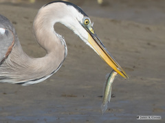 Gobionellus oceanicus