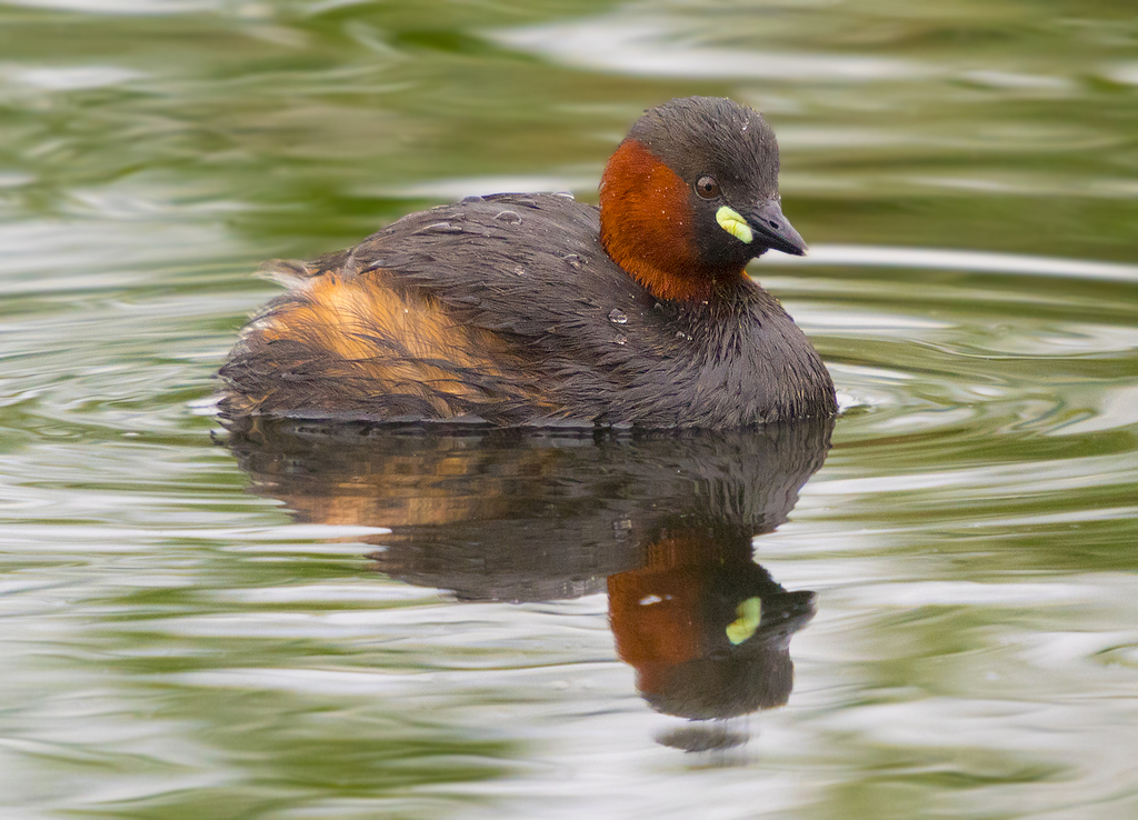 Zwergtaucher — Foto