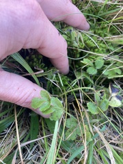 Ranunculus foliosus