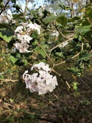 Viburnum carlesii