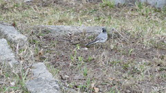 Motacilla alba