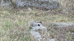 Motacilla alba
