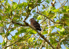 Macheiramphus alcinus