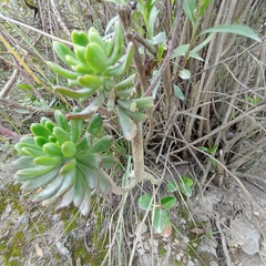 Echeveria quitensis