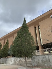 Juniperus osteosperma