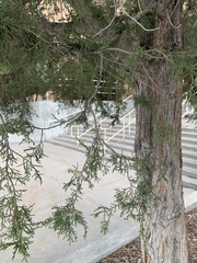 Juniperus osteosperma