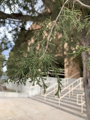 Juniperus osteosperma