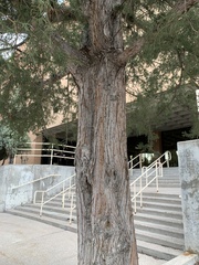 Juniperus osteosperma