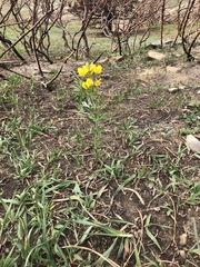 Thermopsis divaricarpa