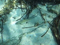 Umbrina cirrosa