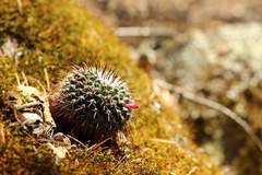 Mammillaria uncinata