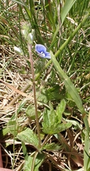 Veronica chamaedrys vindobonensis